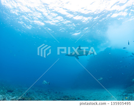 Large and beautiful blacktip sharks and more. Hirizohama, Minamiizu-cho, Nakagi, Izu Peninsula, Shizuoka Prefecture - 2025 One of Japan's leading snorkeling spots 135935495