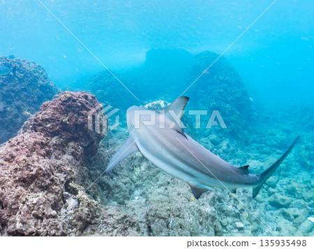 體型碩大、容貌美麗的黑鰭鯊等等。日本靜岡縣伊豆半島中城南伊豆町平枝濱 - 2025 日本頂級浮潛勝地之一 135935498