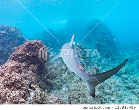 Large and beautiful blacktip sharks and more. Hirizohama, Minamiizu-cho, Nakagi, Izu Peninsula, Shizuoka Prefecture - 2025 One of Japan's leading snorkeling spots Large and beautiful blacktip sharks and more. Hirizohama, Minamiizu-cho, Nakagi, Izu Peninsula, Shizuoka Prefecture - 2025 One of Japan's leading snorkeling spots 135935499