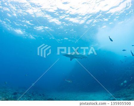 Large and beautiful blacktip sharks and more. Hirizohama, Minamiizu-cho, Nakagi, Izu Peninsula, Shizuoka Prefecture - 2025 One of Japan's leading snorkeling spots 135935500