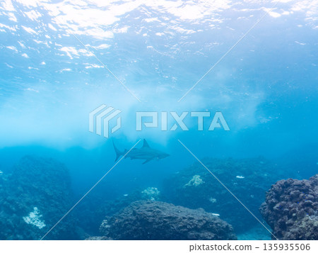 Large and beautiful blacktip sharks and more. Hirizohama, Minamiizu-cho, Nakagi, Izu Peninsula, Shizuoka Prefecture - 2025 One of Japan's leading snorkeling spots Large and beautiful blacktip sharks and more. Hirizohama, Minamiizu-cho, Nakagi, Izu Peninsula, Shizuoka Prefecture - 2025 One of Japan's leading snorkeling spots 135935506