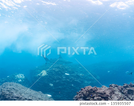 Large and beautiful blacktip sharks and more. Hirizohama, Minamiizu-cho, Nakagi, Izu Peninsula, Shizuoka Prefecture - 2025 One of Japan's leading snorkeling spots Large and beautiful blacktip sharks and more. Hirizohama, Minamiizu-cho, Nakagi, Izu Peninsula, Shizuoka Prefecture - 2025 One of Japan's leading snorkeling spots 135935507