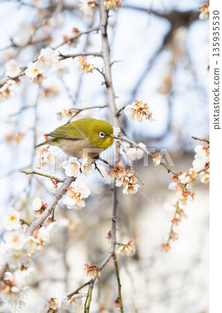 Plum tree and white-eye in full bloom 135935530