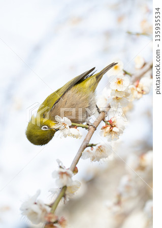 A Japanese white-eye sucking nectar from a plum tree - a spring image A Japanese white-eye sucking nectar from a plum tree - a spring image 135935534