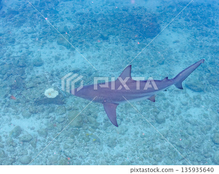 體型碩大、容貌美麗的黑鰭鯊等等。日本靜岡縣伊豆半島中城南伊豆町平枝濱 - 2025 日本頂級浮潛勝地之一 135935640
