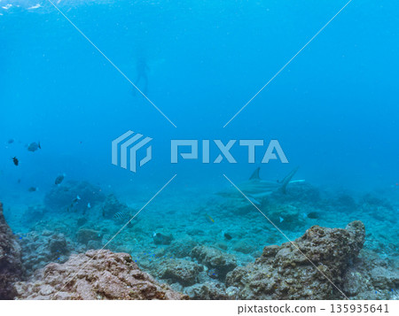 Large and beautiful blacktip sharks and more. Hirizohama, Minamiizu-cho, Nakagi, Izu Peninsula, Shizuoka Prefecture - 2025 One of Japan's leading snorkeling spots 135935641