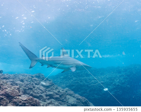 Large and beautiful blacktip sharks and more. Hirizohama, Minamiizu-cho, Nakagi, Izu Peninsula, Shizuoka Prefecture - 2025 One of Japan's leading snorkeling spots 135935655