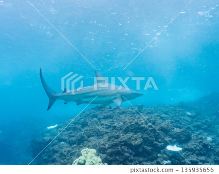 體型碩大、容貌美麗的黑鰭鯊等等。日本靜岡縣伊豆半島中城南伊豆町平枝濱 - 2025 日本頂級浮潛勝地之一 135935656