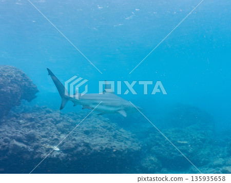 Large and beautiful blacktip sharks and more. Hirizohama, Minamiizu-cho, Nakagi, Izu Peninsula, Shizuoka Prefecture - 2025 One of Japan's leading snorkeling spots 135935658