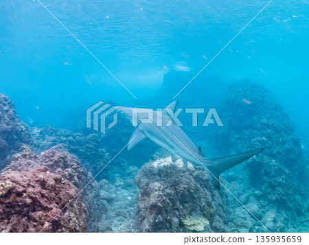 Large and beautiful blacktip sharks and more. Hirizohama, Minamiizu-cho, Nakagi, Izu Peninsula, Shizuoka Prefecture - 2025 One of Japan's leading snorkeling spots 135935659