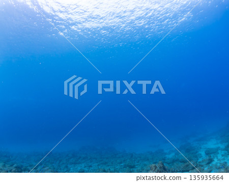 體型碩大、容貌美麗的黑鰭鯊等等。日本靜岡縣伊豆半島中城南伊豆町平枝濱 - 2025 日本頂級浮潛勝地之一 135935664