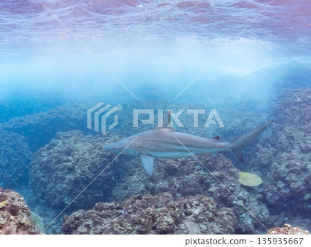 Large and beautiful blacktip sharks and more. Hirizohama, Minamiizu-cho, Nakagi, Izu Peninsula, Shizuoka Prefecture - 2025 One of Japan's leading snorkeling spots 135935667