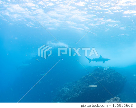 Large and beautiful blacktip sharks and more. Hirizohama, Minamiizu-cho, Nakagi, Izu Peninsula, Shizuoka Prefecture - 2025 One of Japan's leading snorkeling spots 135935668