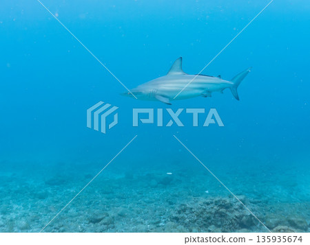 Large and beautiful blacktip sharks and more. Hirizohama, Minamiizu-cho, Nakagi, Izu Peninsula, Shizuoka Prefecture - 2025 One of Japan's leading snorkeling spots 135935674