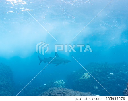 Large and beautiful blacktip sharks and more. Hirizohama, Minamiizu-cho, Nakagi, Izu Peninsula, Shizuoka Prefecture - 2025 One of Japan's leading snorkeling spots 135935678