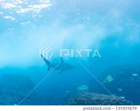 Large and beautiful blacktip sharks and more. Hirizohama, Minamiizu-cho, Nakagi, Izu Peninsula, Shizuoka Prefecture - 2025 One of Japan's leading snorkeling spots 135935679