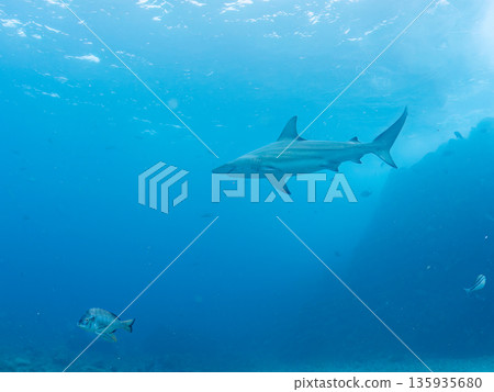 Large and beautiful blacktip sharks and more. Hirizohama, Minamiizu-cho, Nakagi, Izu Peninsula, Shizuoka Prefecture - 2025 One of Japan's leading snorkeling spots 135935680