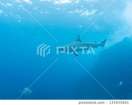 體型碩大、容貌美麗的黑鰭鯊等等。日本靜岡縣伊豆半島中城南伊豆町平枝濱 - 2025 日本頂級浮潛勝地之一 135935681