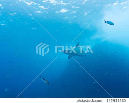 體型碩大、容貌美麗的黑鰭鯊等等。日本靜岡縣伊豆半島中城南伊豆町平枝濱 - 2025 日本頂級浮潛勝地之一 體型碩大、容貌美麗的黑鰭鯊等等。日本靜岡縣伊豆半島中城南伊豆町平枝濱 - 2025 日本頂級浮潛勝地之一 135935683