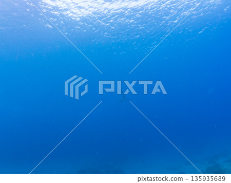 體型碩大、容貌美麗的黑鰭鯊等等。日本靜岡縣伊豆半島中城南伊豆町平枝濱 - 2025 日本頂級浮潛勝地之一 體型碩大、容貌美麗的黑鰭鯊等等。日本靜岡縣伊豆半島中城南伊豆町平枝濱 - 2025 日本頂級浮潛勝地之一 135935689