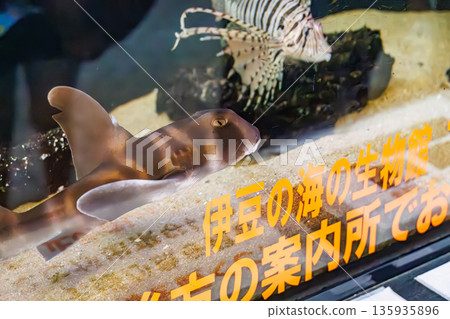 Cat shark. A bycatch of spiny lobster fishing. Hirizohama, Nakagi, Minamiizu Town, Izu Peninsula, Shizuoka Prefecture - 2025 One of Japan's leading snorkeling spots 135935896