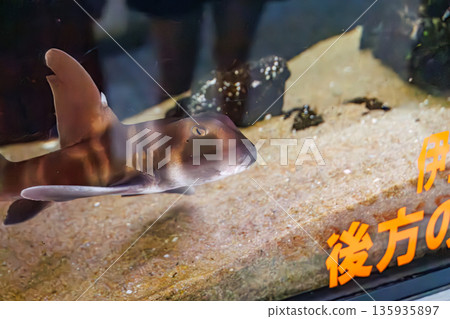 貓鯊。龍蝦捕撈的兼捕漁獲物。日本靜岡縣伊豆半島南伊豆町中木町平枝濱 - 2025。日本頂級浮潛地點之一。 135935897