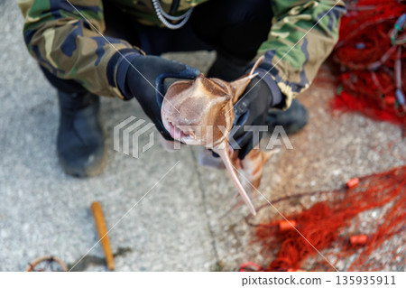 貓鯊。龍蝦捕撈的兼捕漁獲物。日本靜岡縣伊豆半島南伊豆町中木町平枝濱 - 2025。日本頂級浮潛地點之一。 135935911