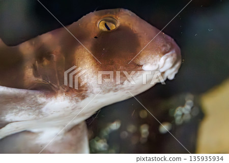 Cat shark. A bycatch of spiny lobster fishing. Hirizohama, Nakagi, Minamiizu Town, Izu Peninsula, Shizuoka Prefecture - 2025 One of Japan's leading snorkeling spots 135935934