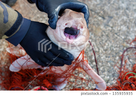 Cat shark. A bycatch of spiny lobster fishing. Hirizohama, Nakagi, Minamiizu Town, Izu Peninsula, Shizuoka Prefecture - 2025 One of Japan's leading snorkeling spots 135935935