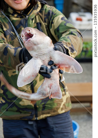 Cat shark. A bycatch of spiny lobster fishing. Hirizohama, Nakagi, Minamiizu Town, Izu Peninsula, Shizuoka Prefecture - 2025 One of Japan's leading snorkeling spots 135935936