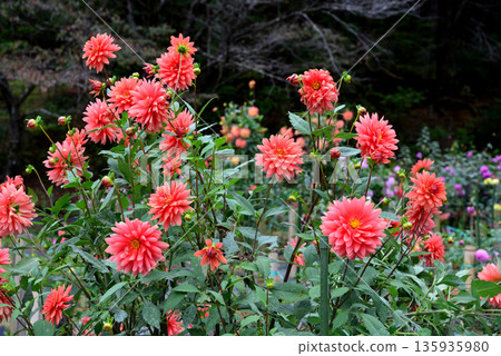 悠遊樂園花輪大麗花花園#28 135935980