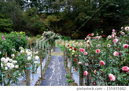 悠遊樂園花輪大麗花花園 #30 135935982