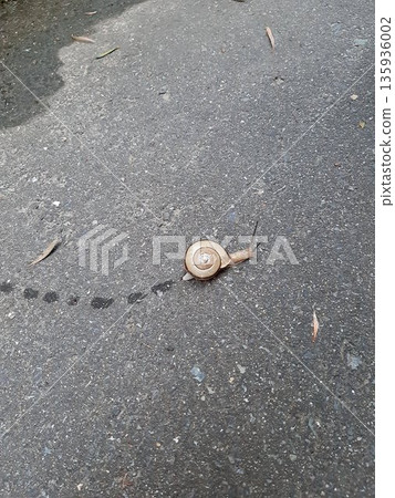 瀝青路上的蝸牛腳印 135936002