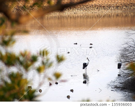 一隻鸛在公園的池塘邊休息。 135936003
