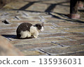 Stray cats in Unzen Jigoku 135936031