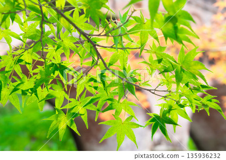 Suikaku和Aomi-miji Suikaku和Aomi-miji 135936232