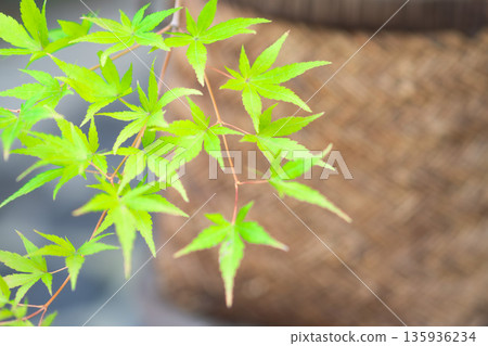 藍槭在京都 藍槭在京都 135936234