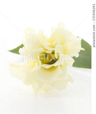 花② 135936261