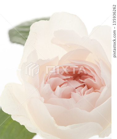 花① 135936262