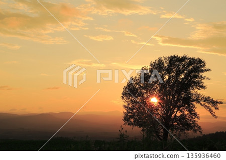 Tree of Philosophy where the sun sets Tree of Philosophy where the sun sets 135936460