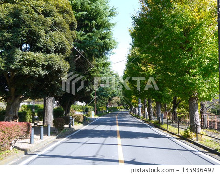 美麗的林蔭大道 美麗的林蔭大道 135936492