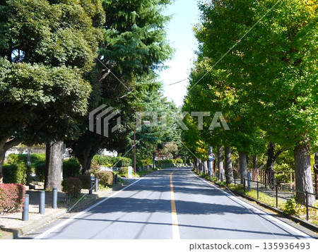 綠樹成蔭的道路 綠樹成蔭的道路 135936493
