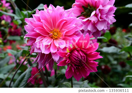 Yuyu Land Hanawa Dahlia Garden #36 Yuyu Land Hanawa Dahlia Garden #36 135936511