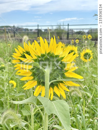 Sunflowers on the back Sunflowers on the back 135936534