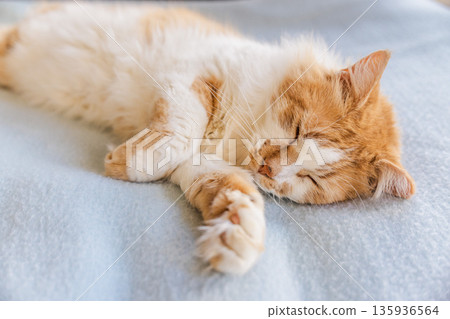 Closeup of ginger and white cat sleeping on a soft light blue blanket indoors, relaxed pet resting with paw stretched forward in a calm home setting Closeup of ginger and white cat sleeping on a soft light blue blanket indoors, relaxed pet resting with paw stretched forward in a calm home setting 135936564
