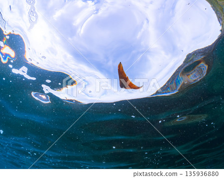 Half-surface shot of the Hirizohama ferry. Hirizohama, Nakagi, Minamiizu Town, Izu Peninsula, Shizuoka Prefecture - 2025 One of Japan's leading snorkeling spots 135936880