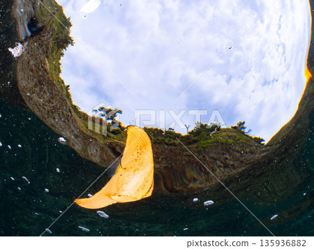 Half-surface shot of the Hirizohama ferry. Hirizohama, Nakagi, Minamiizu Town, Izu Peninsula, Shizuoka Prefecture - 2025 One of Japan's leading snorkeling spots 135936882