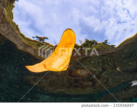 Half-surface shot of the Hirizohama ferry. Hirizohama, Nakagi, Minamiizu Town, Izu Peninsula, Shizuoka Prefecture - 2025 One of Japan's leading snorkeling spots 135936897