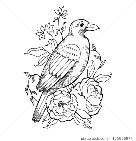 Detailed black and white line art illustration of a raven perched among blooming roses and wildflowers. Mystical bird sketch ideal for gothic decor, coloring pages, and nature themed art. 135936974