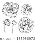 Elegant line art illustration of ranunculus and rose flowers, drawn in a delicate outline style. Perfect for coloring pages, floral design projects, wedding decor, botanical prints and digital 135936978